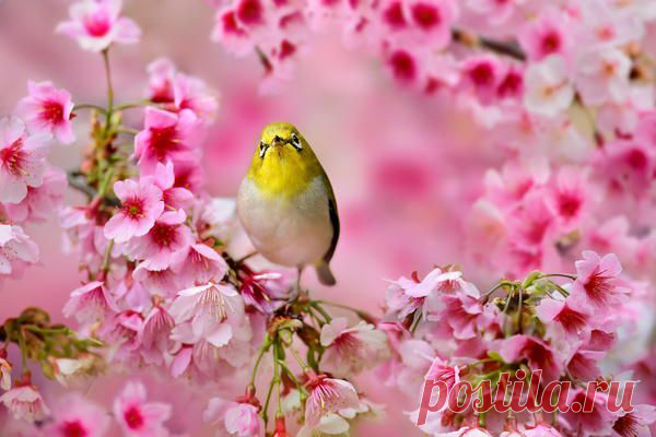 Фотография Hi There автор Sue Hsu на 500px