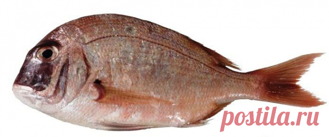Карась морской солдат - Рыбы Красного моря     Fish of the Red Sea
Argyrops filamentosus- Морской карась (лещ)-солдат. 
Достигает длины 70 см . Обитает на глубинах до 40 метров.
Питается беспозвоночными. Обитает в западной части Индийского океана от Красного моря до Мадагаскара.