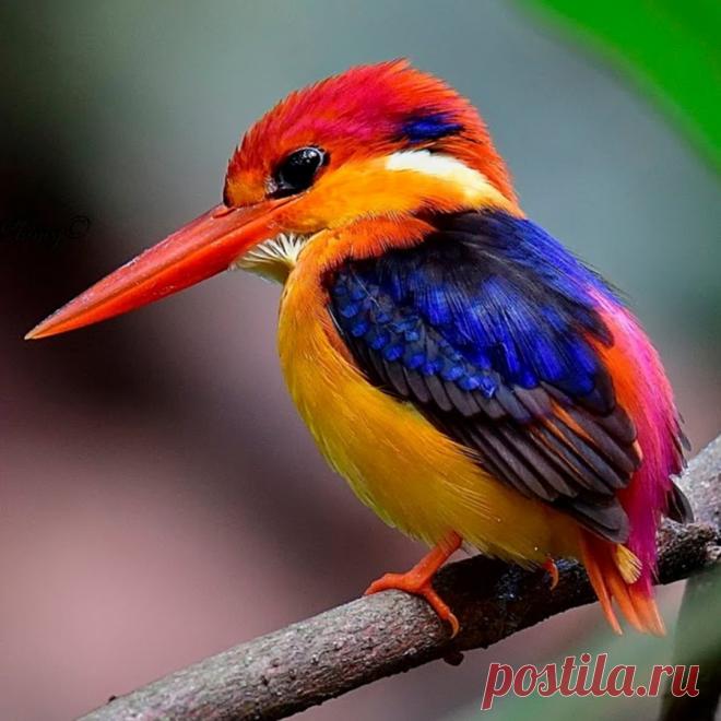 Плодовитая птица - Рубиновый зимородок!