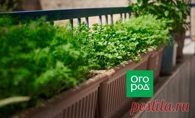 Пряности, которые должны расти у каждого дачника, – и вот почему | На грядке (Огород.ru)