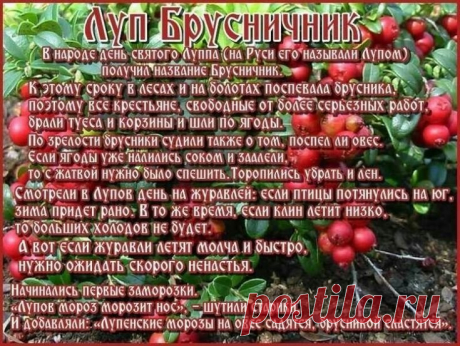 Пятого сентября в народном календаре отмечается праздник Луп Брусничник, связанный с почитанием святого Луппа Солунского и началом сбора созревшей брусники.