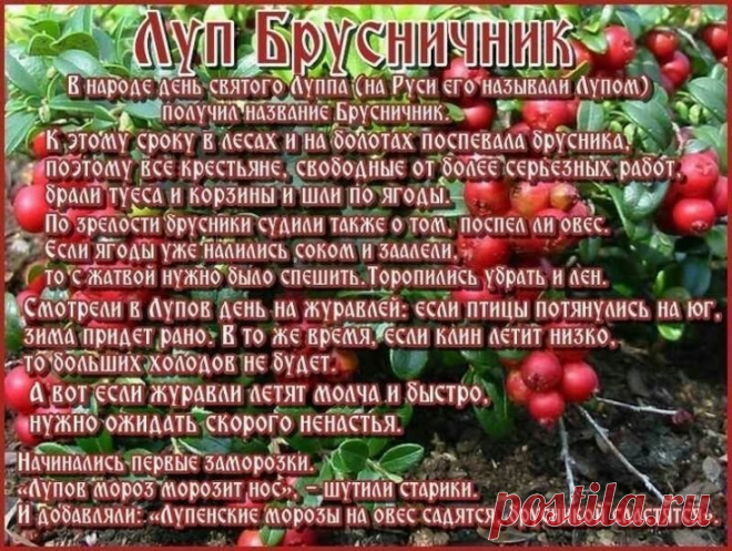Пятого сентября в народном календаре отмечается праздник Луп Брусничник, связанный с почитанием святого Луппа Солунского и началом сбора созревшей брусники.