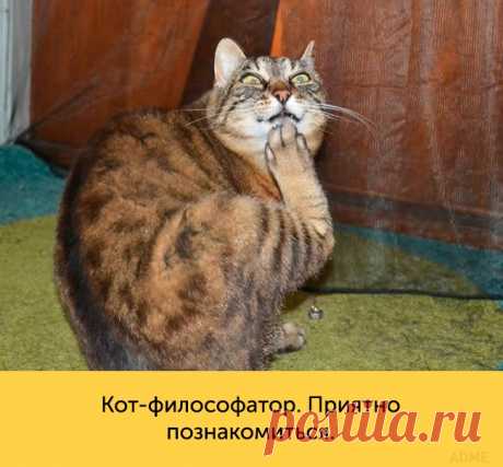 А теперь - кошачья мимика!