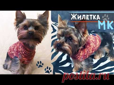 Свитер для собаки спицами 🐶МК | Вязание для собак маленьких пород | Вяжем для йорка жилет