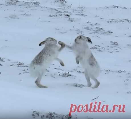 Самцы зайца-беляка редко вступают в бой, чего нельзя сказать о самках, которые не прочь побоксировать.