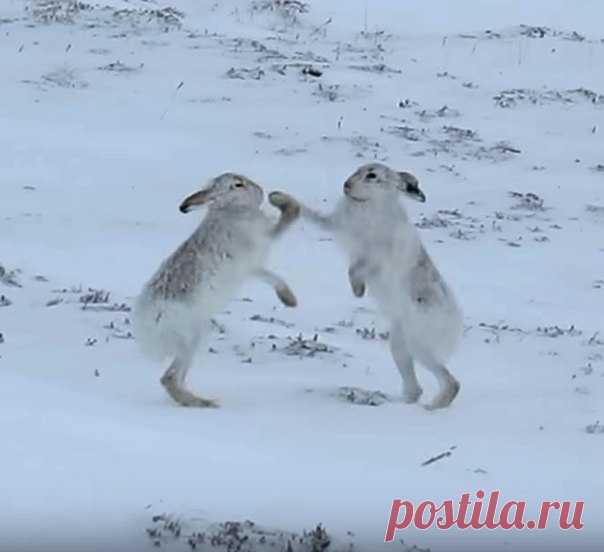 Самцы зайца-беляка редко вступают в бой, чего нельзя сказать о самках, которые не прочь побоксировать.