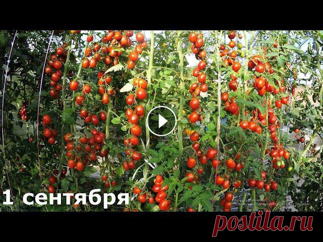 В гостях В ОГОРОДЕ ПРО открытый грунт и теплицы в сентябре Обзор огорода в сентябре, теплицы и открытый грунт. Помощь каналу, карта Сбербанка - 4276 3800 7513 3459 На канале: Наталья Сморчкова и другие авторы ...