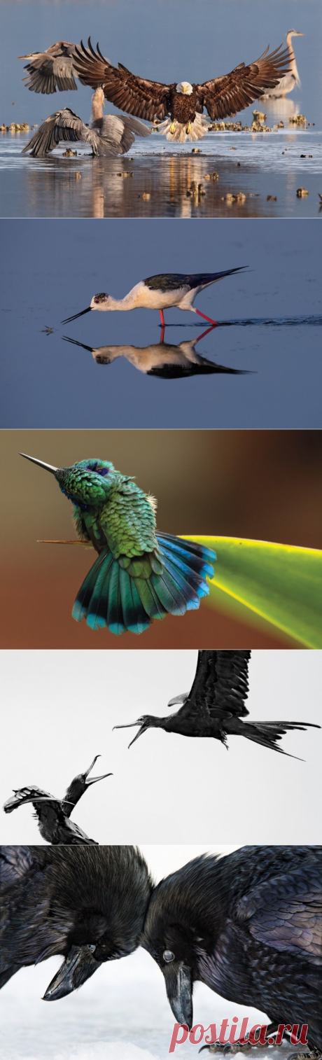 Самые яркие фото орнитологического конкурса — Наука и жизнь