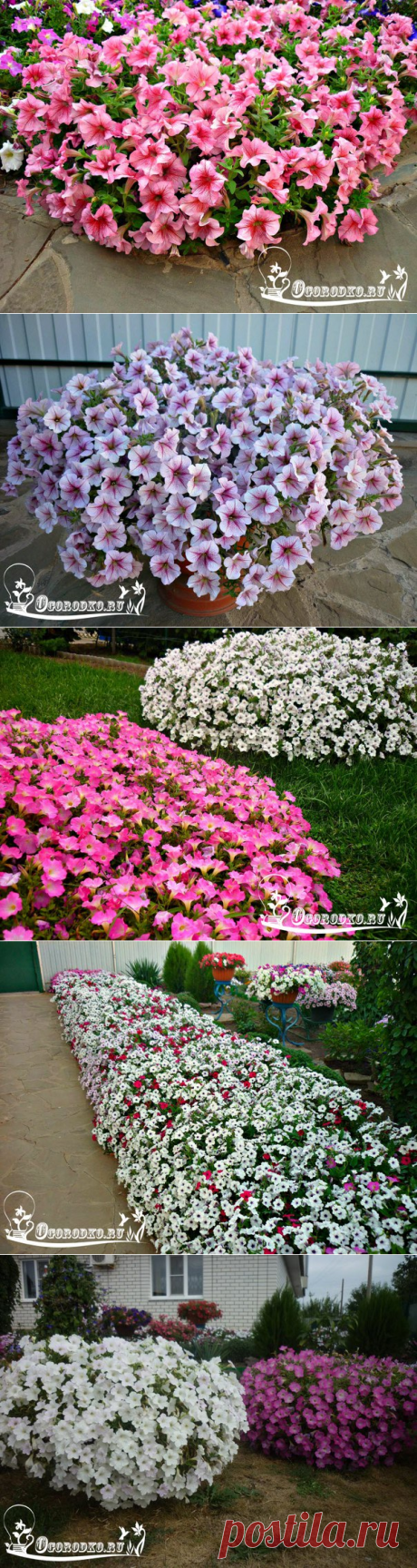 ПЕТУНИЯ: водопад цветов на вашем участке! - Огородко