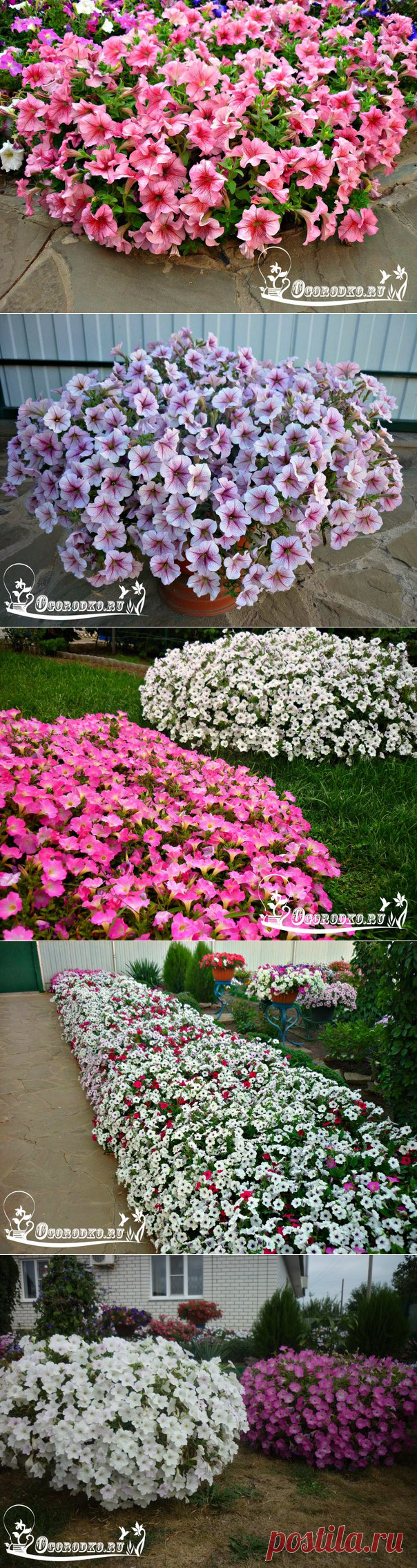 ПЕТУНИЯ: водопад цветов на вашем участке! - Огородко