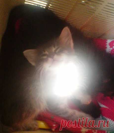 котенок