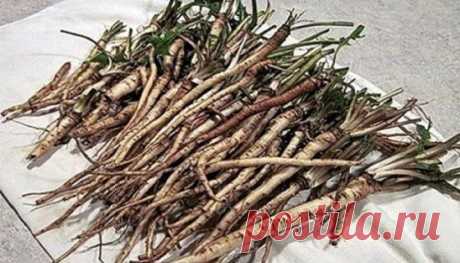 ЭФФЕКТИВНЕЕ ХИМИОТЕРАПИИ: ТРАВА УБИВАЕТ РАКОВЫЕ КЛЕТКИ 
Чай одуванчика действительно способен разрушить раковые клетки и защитить здоровые клетки от рака. 
Эта трава имеет множество лечебных свойств, что делает ее мощным лекарством. Кроме того, чай готовится очень легко. Наши предки использовали его для лечения многих заболеваний, но сегодня самое важное применение корня одуванчика для борьбы с раком. 
Ученые обнаружили, что эффект от корня одуванчика лучше, чем химиотерапии. 
В результате исс