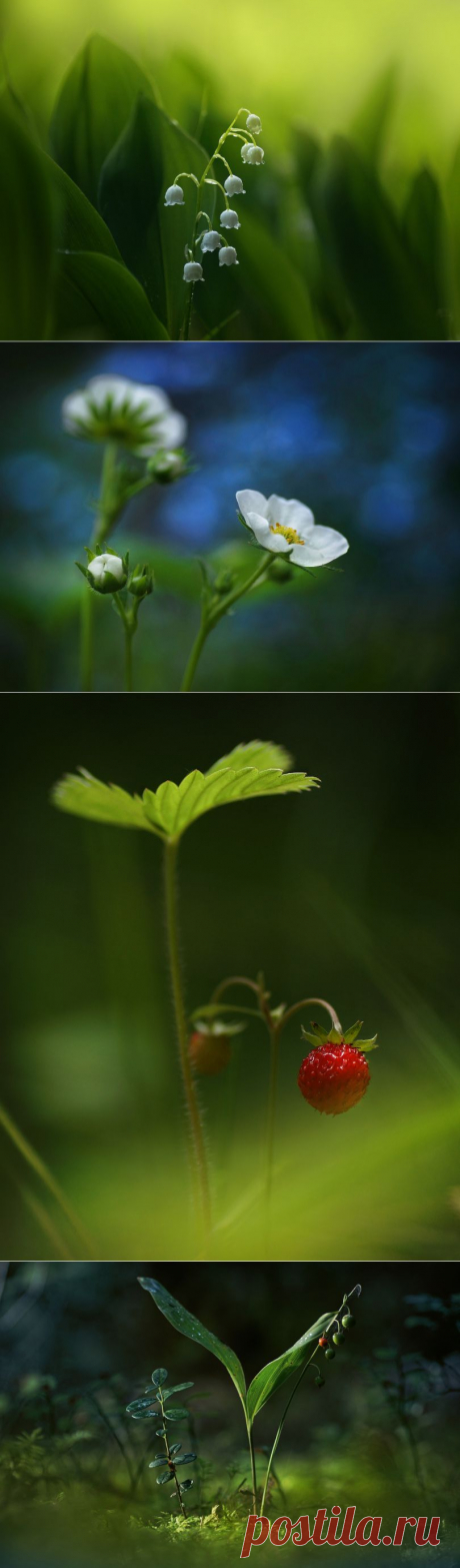 35PHOTO - P Laura - Лесная серия