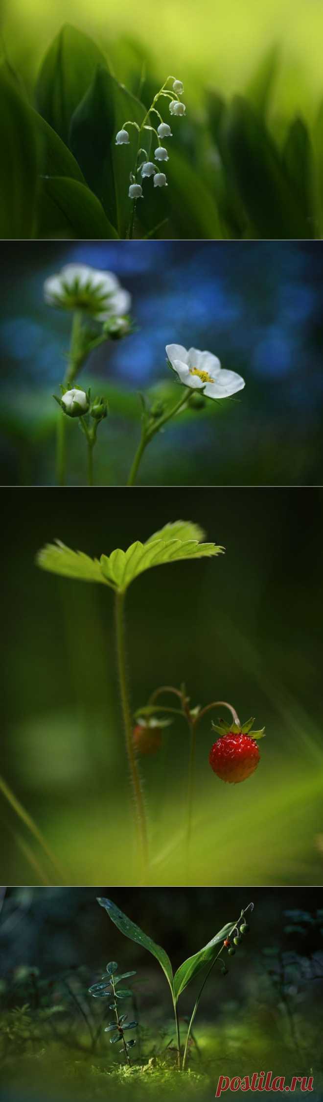 35PHOTO - P Laura - Лесная серия