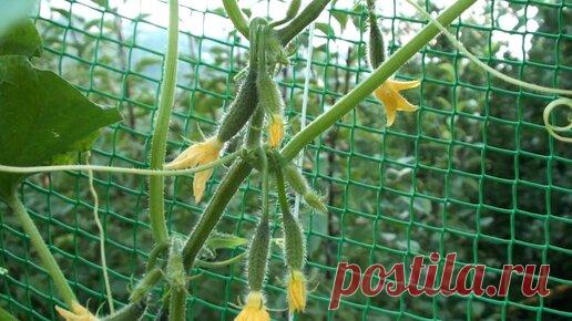 Формирование огурцов Кураж. Простой и понятный способ. Размножение огурцов Кураж F1 | С грядки - к столу | Дзен