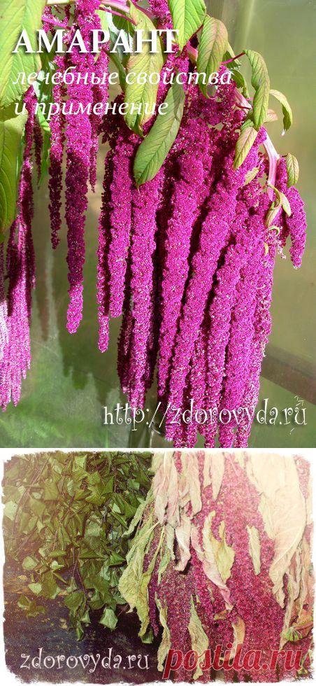 Амарант лечебные свойства и применение в медицине