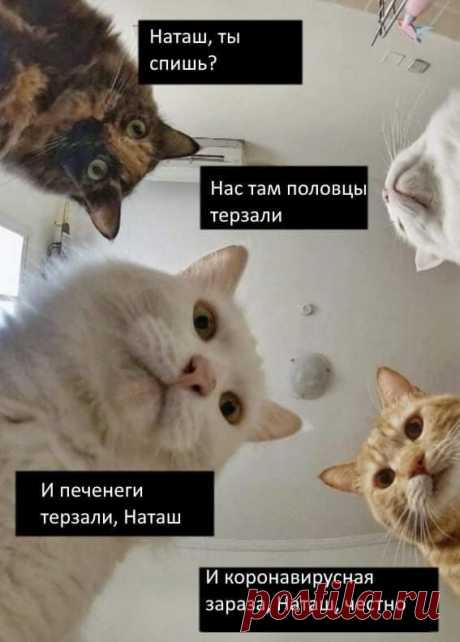 Наташ, ты спишь, мы там всё уронили: прикол с котами Популярный мем из интернета, который с юмором доносит о последних событиях весны 2020 года, а также просто про быт современного человека. Пока хозяйка