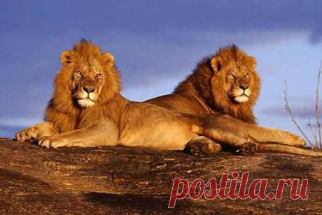 Президенты разных кланов