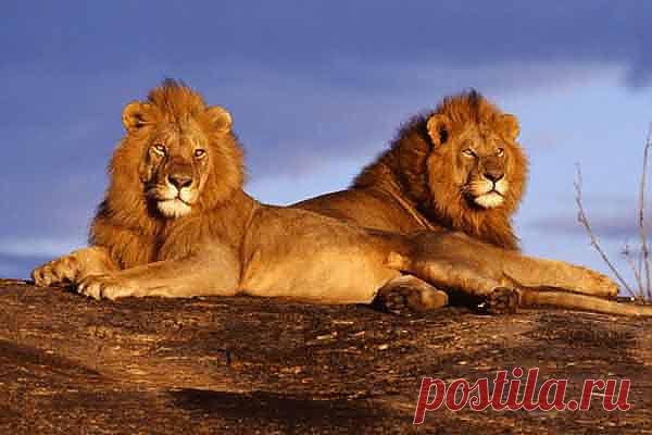 Президенты разных кланов