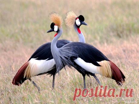 Венценосные журавли