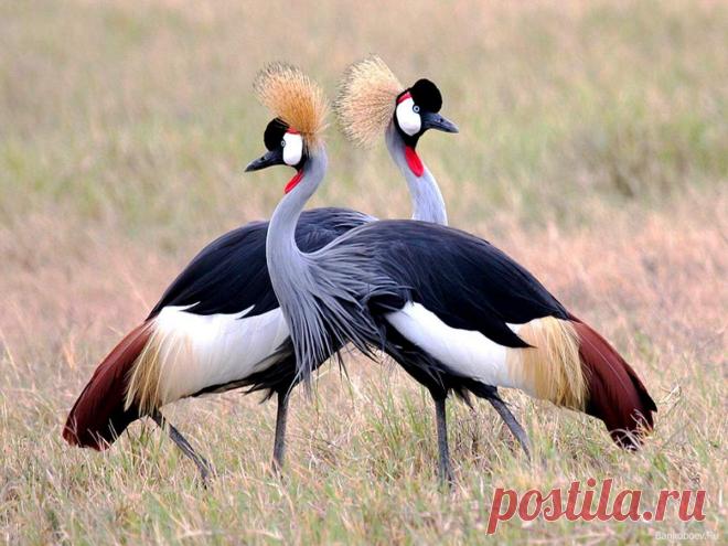 Венценосные журавли