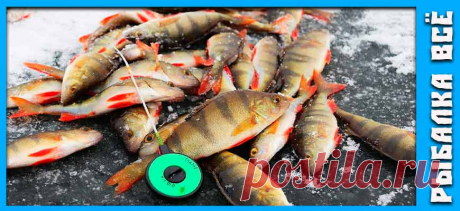 Ловля окуня на балансир зимой - fishing-all.ru