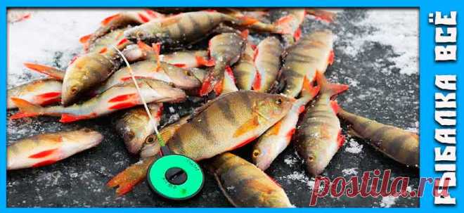 Ловля окуня на балансир зимой - fishing-all.ru