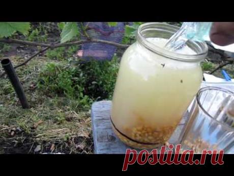 Живое удобрение для подкормки по листу винограда