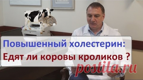 Повышенный холестерин: едят ли коровы кроликов? *Мифы о холестерине.
