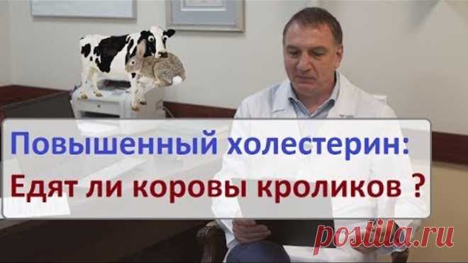 Повышенный холестерин: едят ли коровы кроликов? *Мифы о холестерине.
