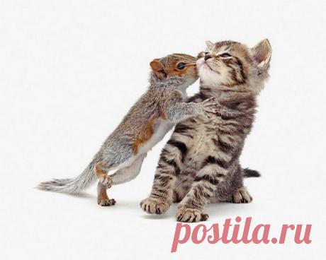 Today is Caturday — Secrets