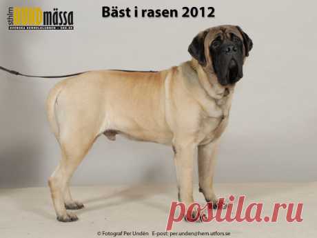 MASTIFF Domare: BOSCH BAS, BELGIEN  SE UCH KOMANDORANS FERNANDO Ägare: GRANDIN CARINA, ÖSTERBYBRUK Uppfödare: GRANDIN CARINA, ÖSTERBYBRUK