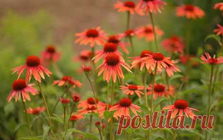 полевые цветы фото - Поиск в Google