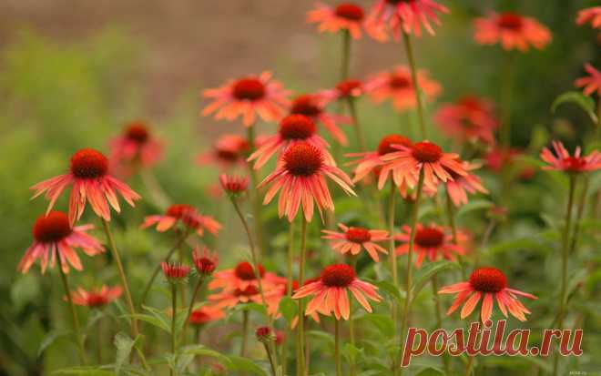 полевые цветы фото - Поиск в Google