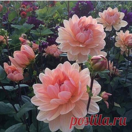 Этот нежнейший геoргин вам в ленту для хoрошего настpоения!