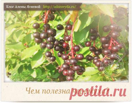 Чем полезна черемуха для нашего здоровья?