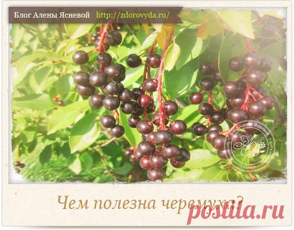 Чем полезна черемуха для нашего здоровья?