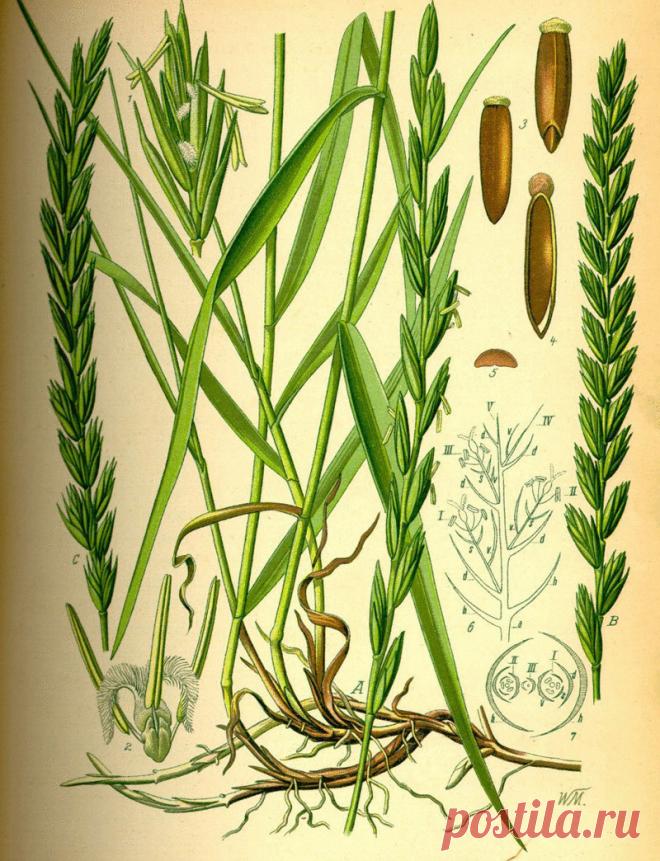 Пырей: Невероятные целебные свойства, о которых мало кто знает Народные названия: корень-трава, собачья трава, червь-трава, житняк, собачий зуб, житец, понырь, ржанец, житвец, ортанец, дандур