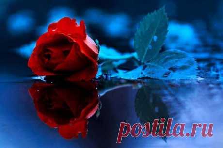 розы