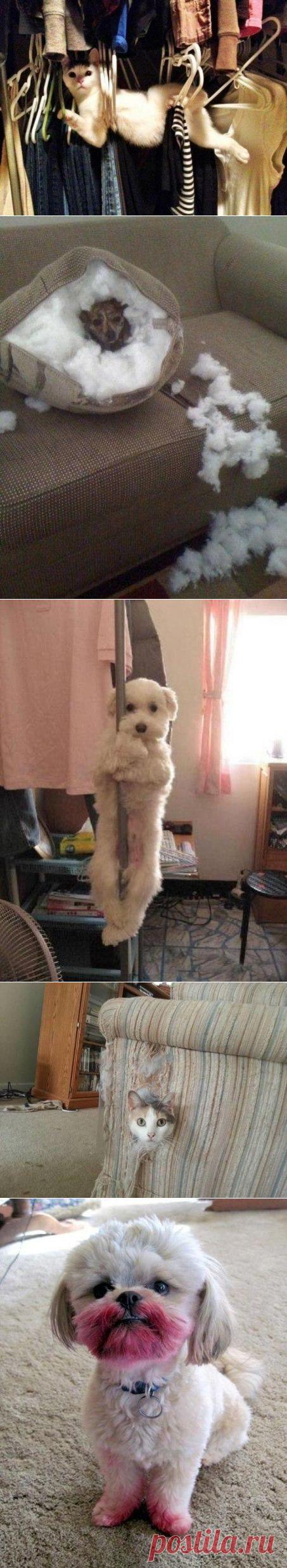 10 животных, которые не ждали, что хозяин придёт так рано | Позитив