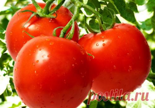 Томат Дубрава: описание сорта с фото, отзывы Выращивание и уход