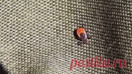 Как выбрать «долгоиграющее» средство от клещей работающее даже спустя 2 недели С наступлением теплых дней активизируются клещи. Существует множество способов защиты от них в лесу и парке. Самый известный – заправлять штаны в сапоги и надевать капюшон. Но этот метод не убивает насекомых, а лишь не дает им проникнуть на тело. Для уничтожения паразитов дачники и садоводы часто