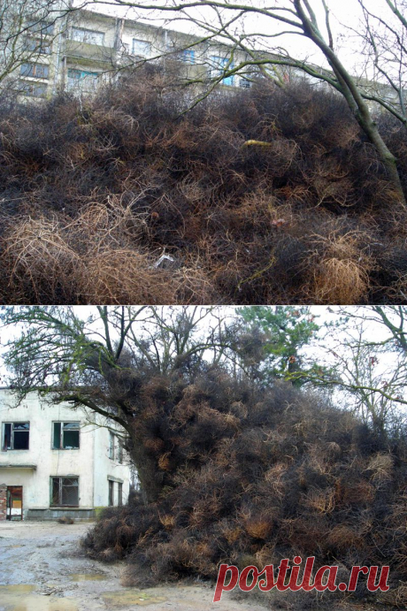 Самое интересное -"Все необычное - Поселок в Крыму завалило перекати-поле - 29 Января 2014"- Свободная планета