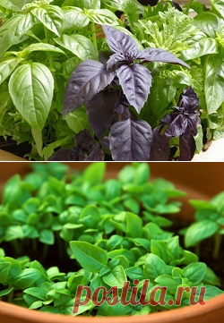 Базилик: заготовка на зиму ароматной зелени |