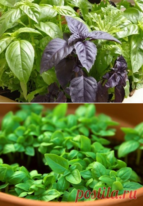 Базилик: заготовка на зиму ароматной зелени |