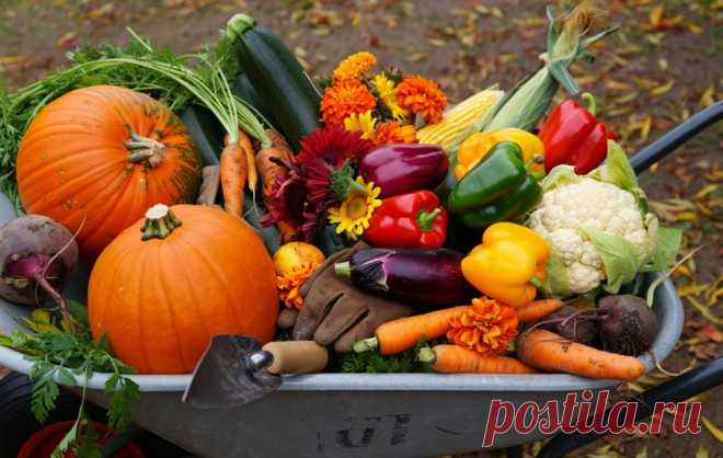 Дачный финиш: как за 3 недели подготовить участок к зиме без нервов и надрыва | INMYROOM LIFE | Дзен