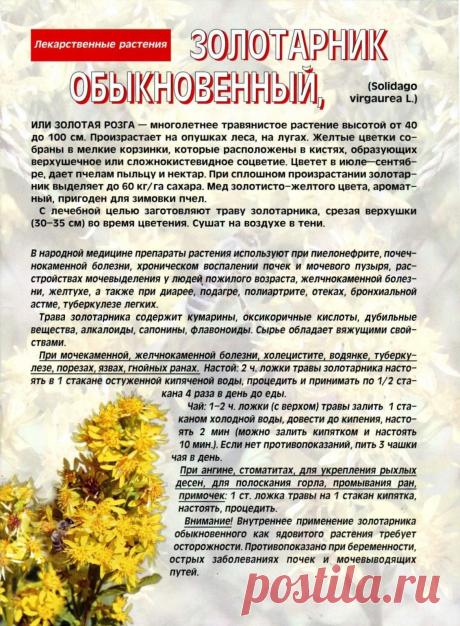 Золотарник обыкновенный