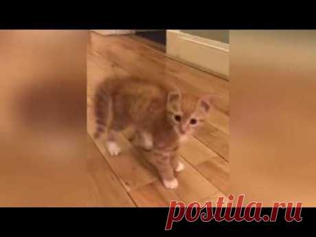 НОВЫЕ смешные ПРИКОЛЫ с животными до слез | ЯНВАРЬ 2019 года | FUNNY PETS 2019!!!