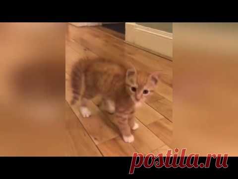 НОВЫЕ смешные ПРИКОЛЫ с животными до слез | ЯНВАРЬ 2019 года | FUNNY PETS 2019!!!