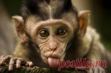 Что же принесет нам год Обезьяны?